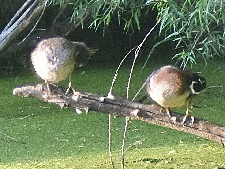 Wood Duck - ML619470931