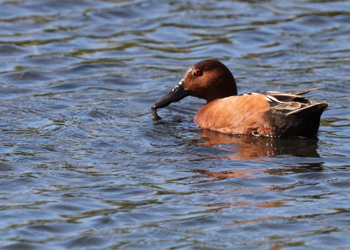 Cinnamon Teal - Chris Overington