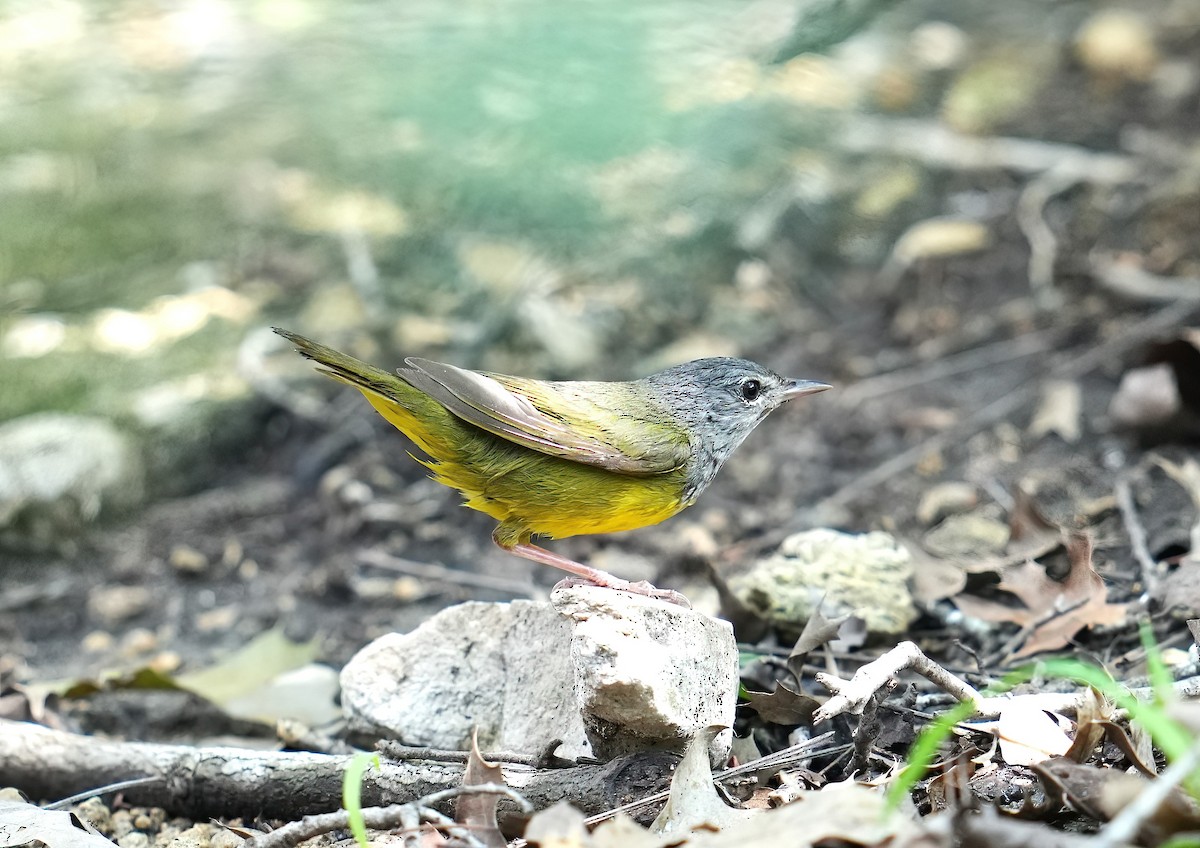 MacGillivray's/Mourning Warbler - ML619470934