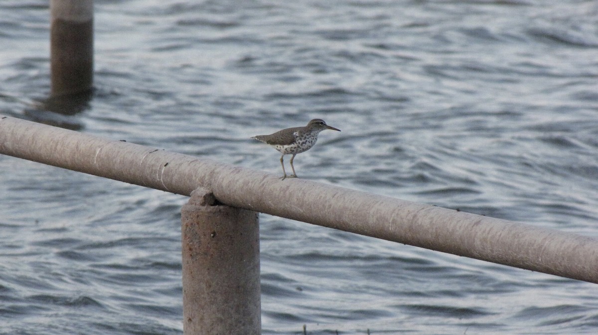 Spotted Sandpiper - Sheila Sawyer