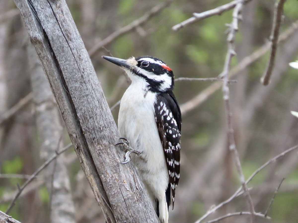 Hairy Woodpecker - Dona Trodd