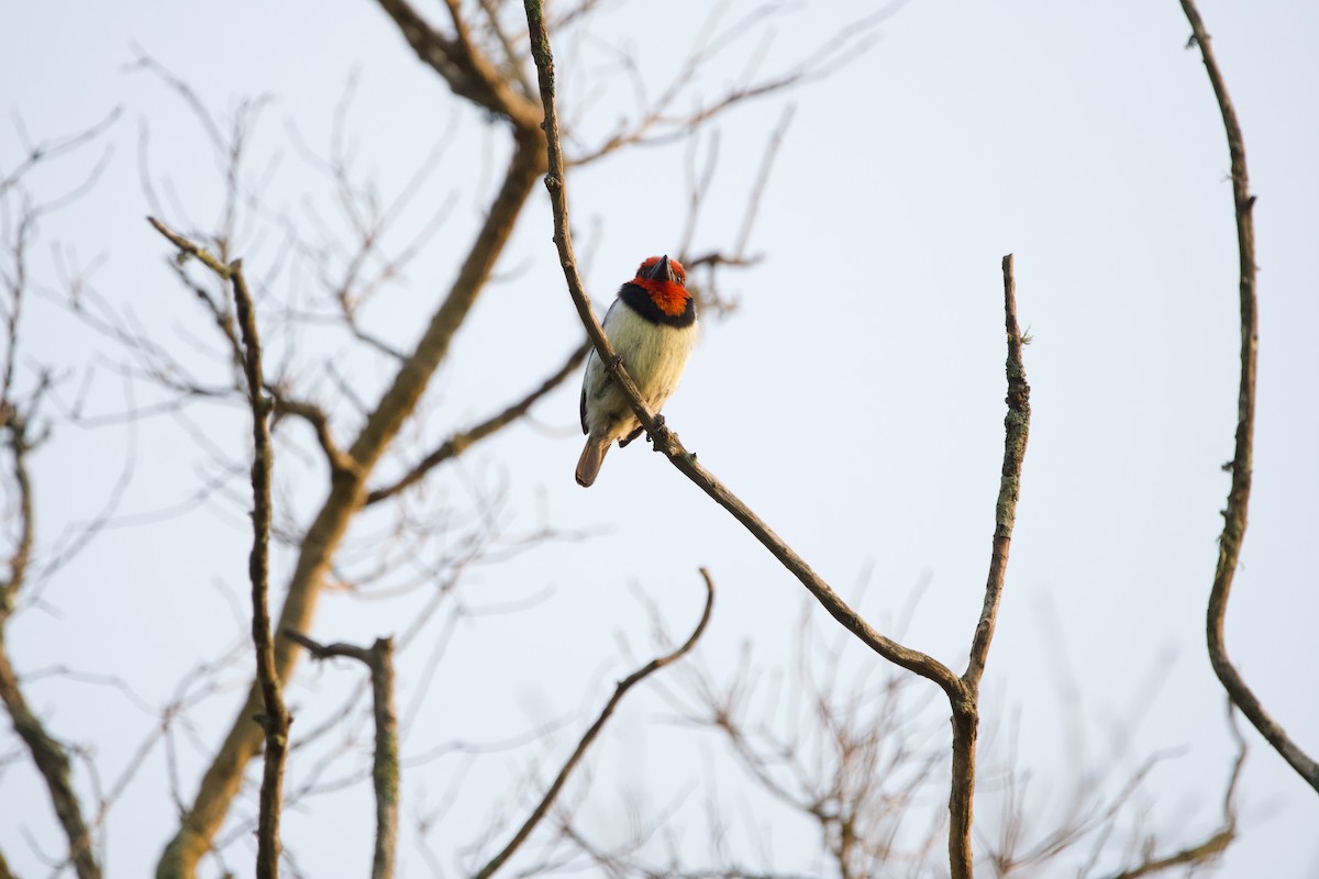 Black-collared Barbet - ML619470948