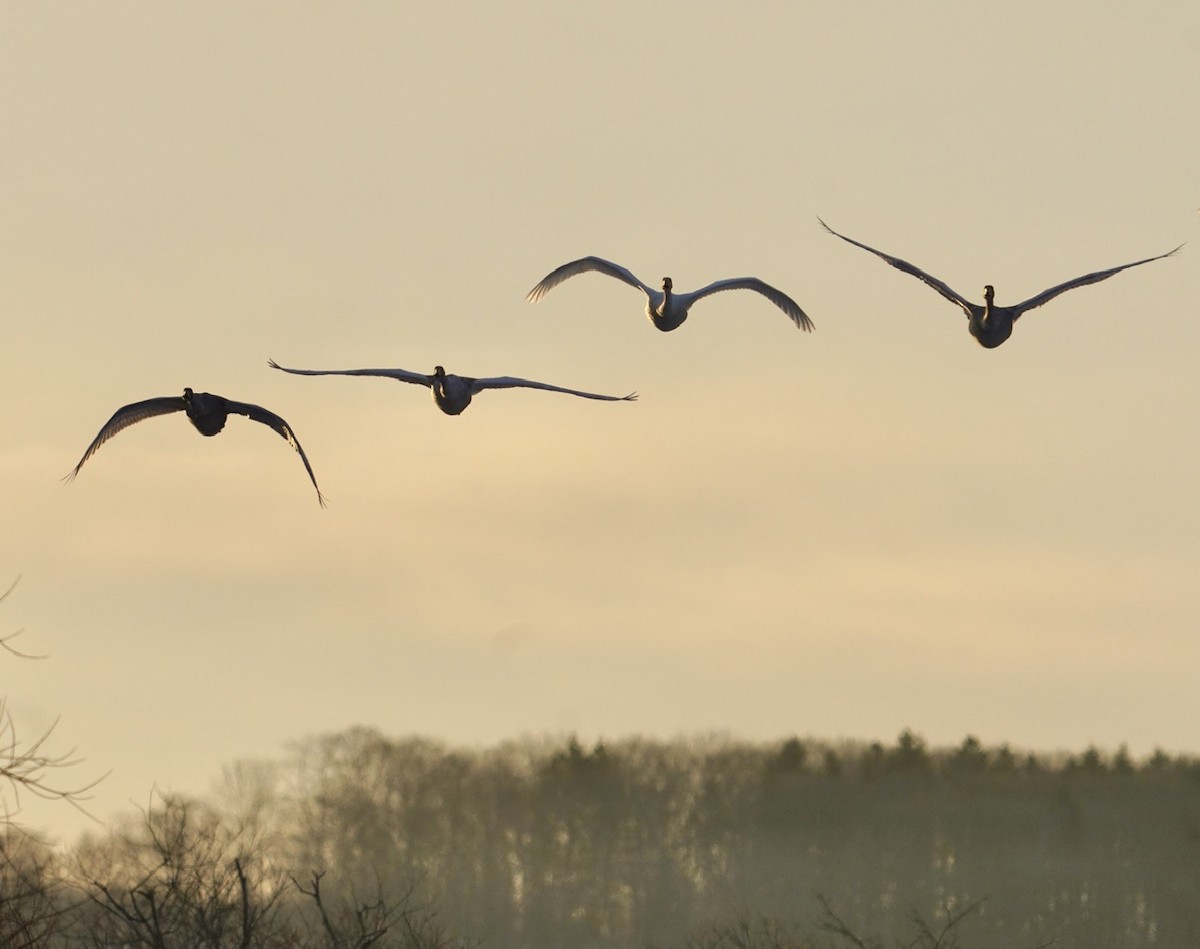 Red-crowned Crane - Cliff Halverson