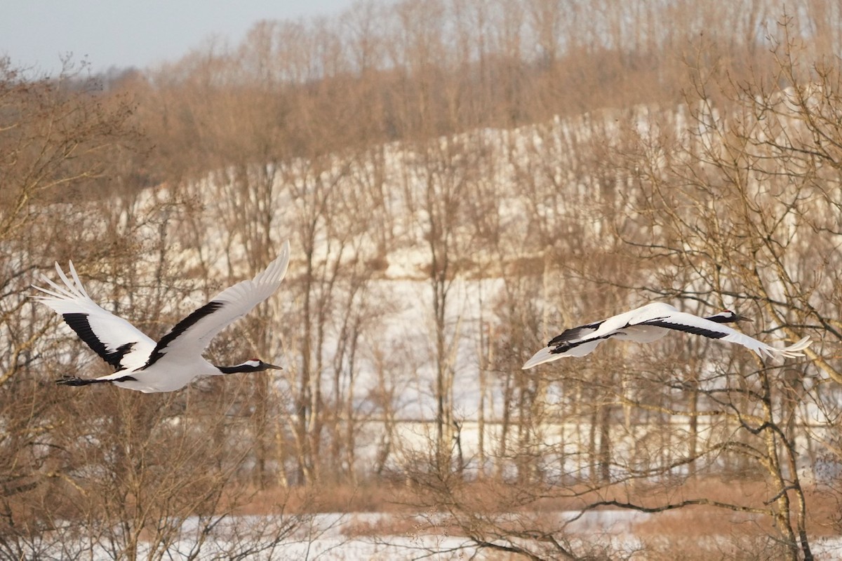 Red-crowned Crane - Cliff Halverson