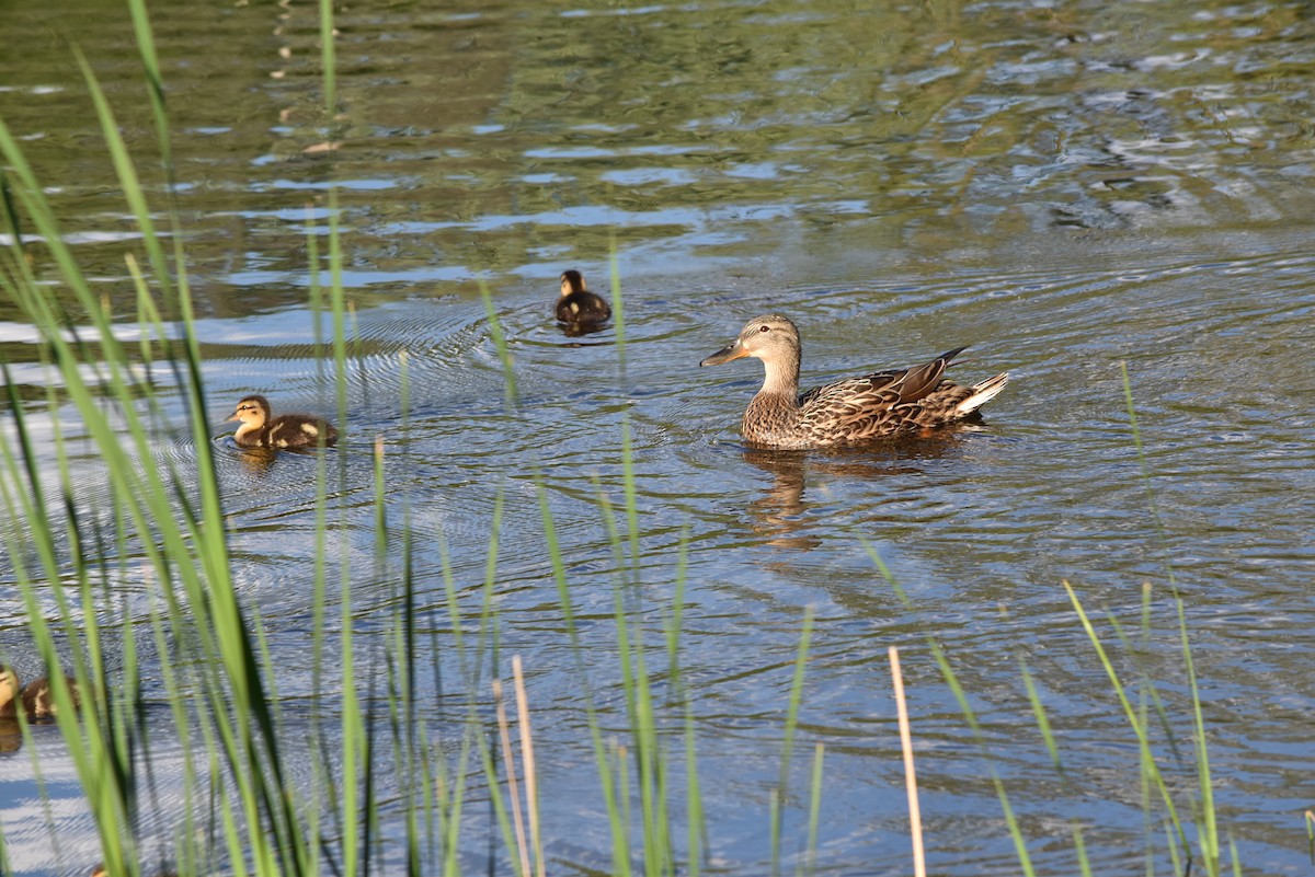 Mallard - Marty Hoag