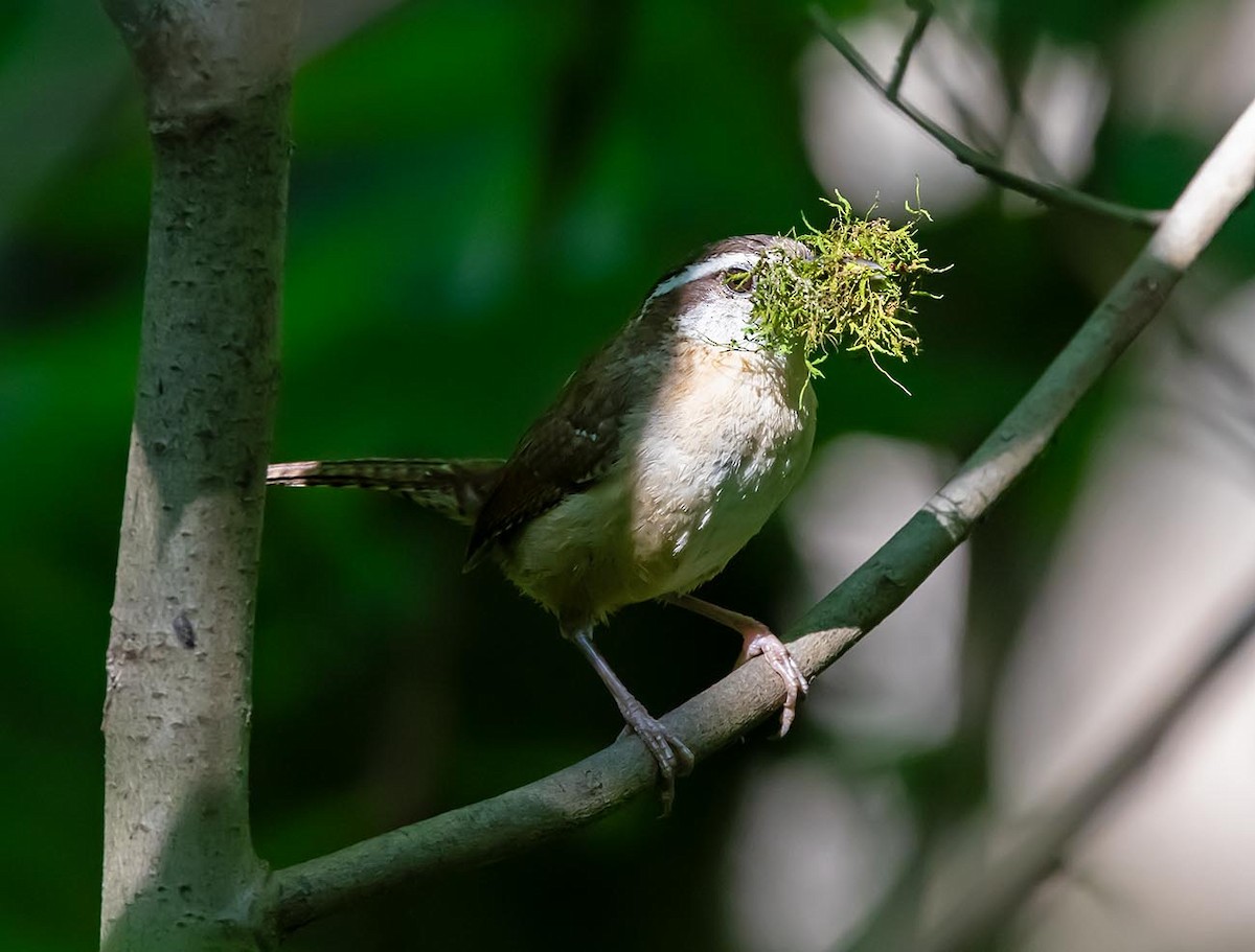 Carolina Wren - Janis Stone