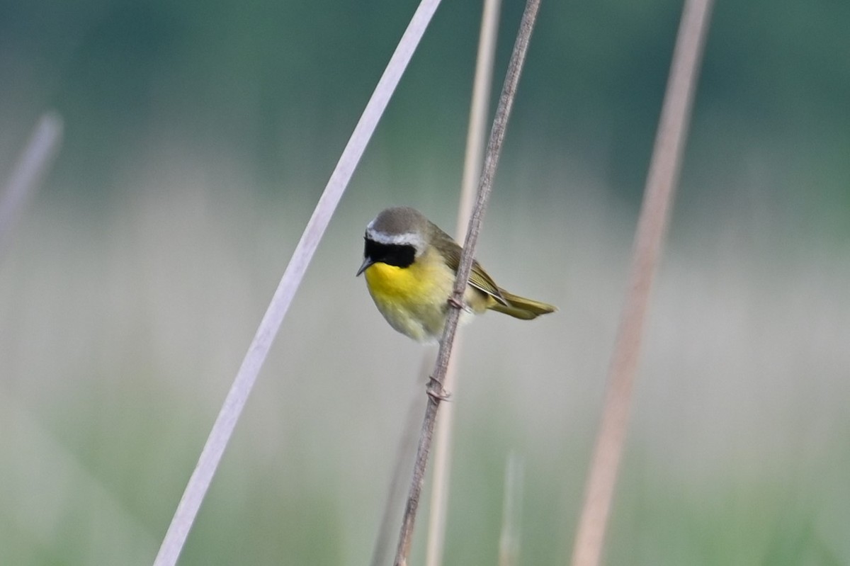 Common Yellowthroat - Nicolle and H-Boon Lee