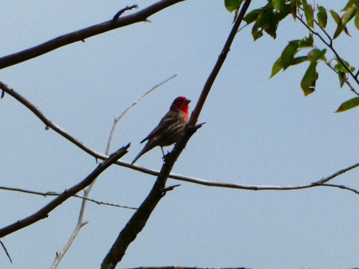 House Finch - Aldrin Leung