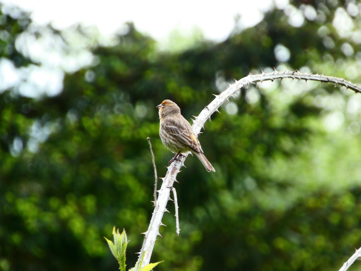 House Finch - Aldrin Leung