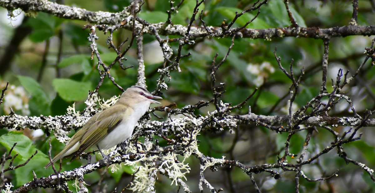 Red-eyed Vireo - Thuja Plicata