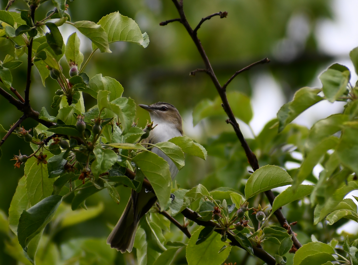 Red-eyed Vireo - Thuja Plicata