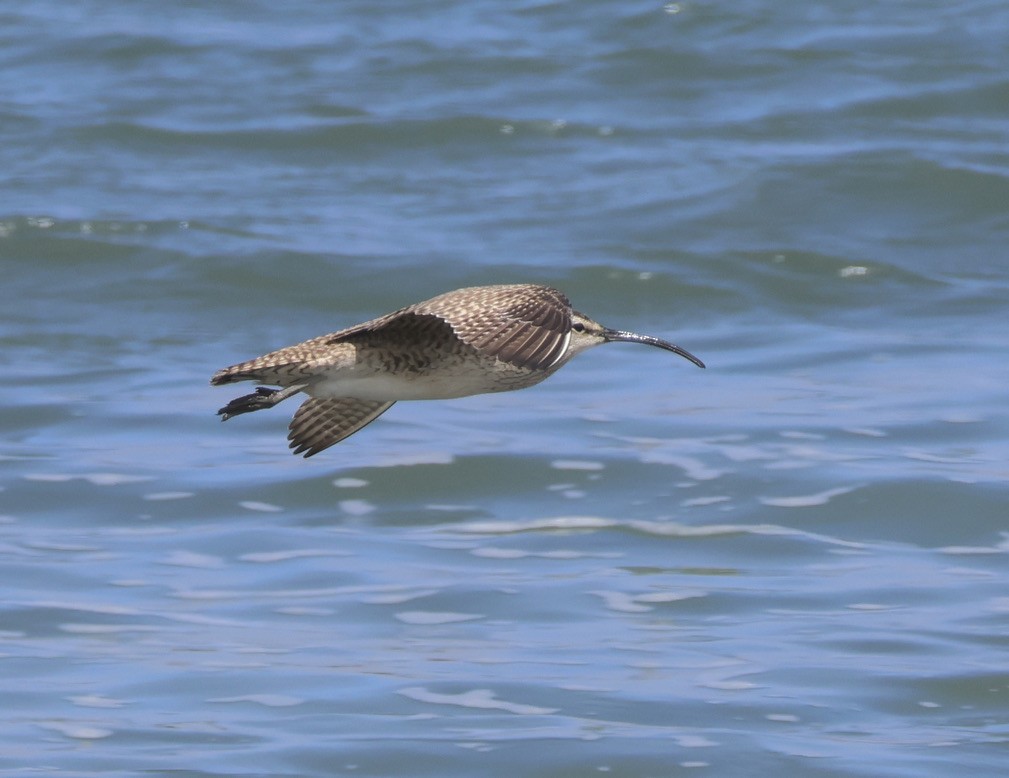 Regenbrachvogel - ML619470967