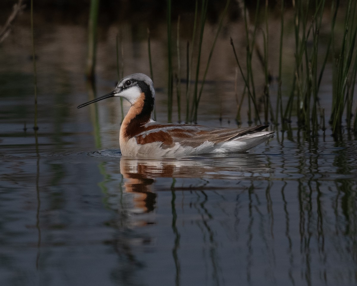 Wilson's Phalarope - Joe Breidenbach