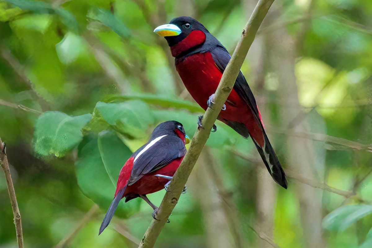 Black-and-red Broadbill (Black-and-red) - Krit Kruaykitanon 🦅