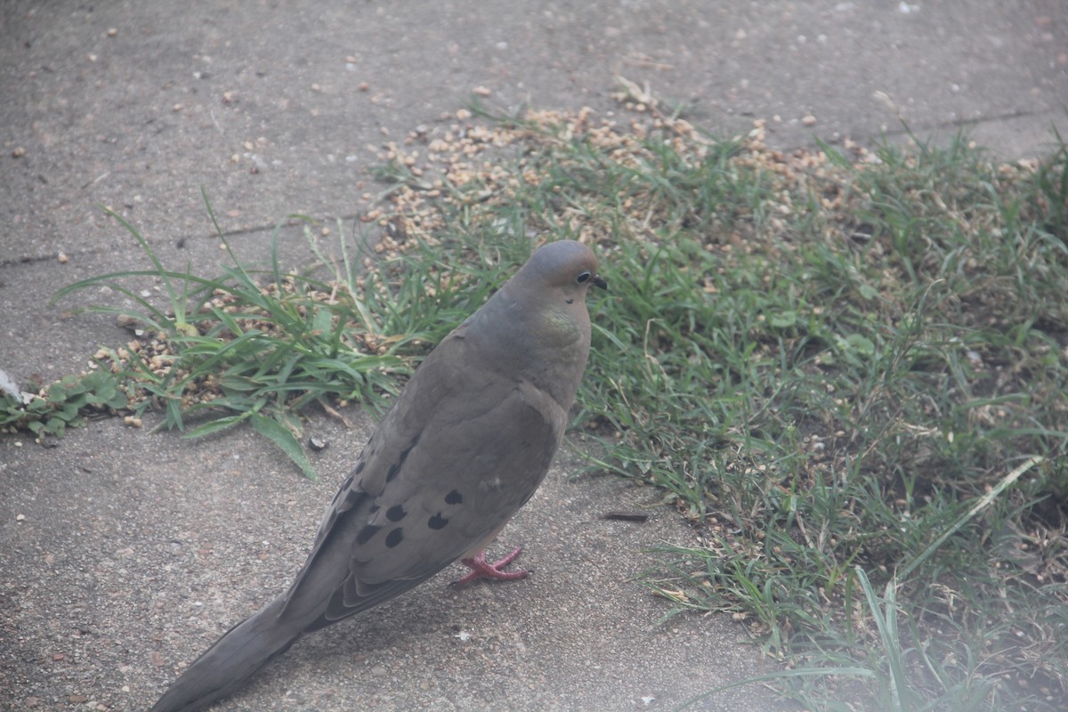 Mourning Dove - Texas Bird Family