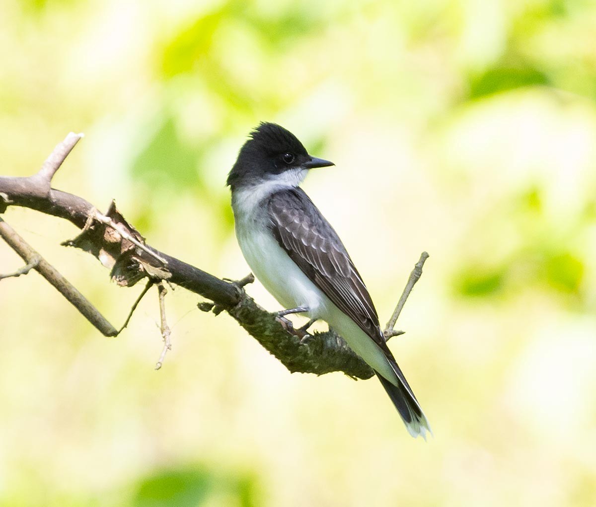 Eastern Kingbird - Janis Stone