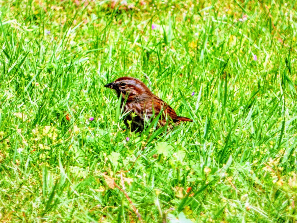 Song Sparrow - Aldrin Leung