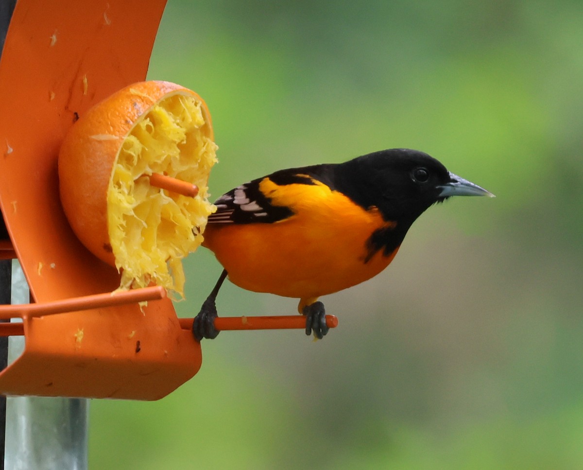 Baltimore Oriole - Charlotte Byers