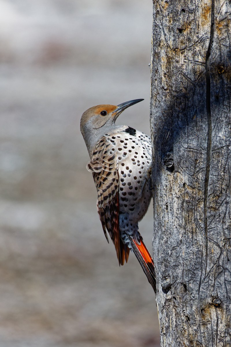 Northern Flicker - ML619470989