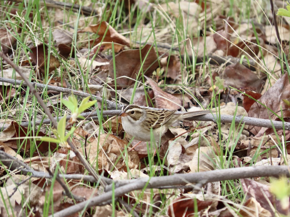 Clay-colored Sparrow - ML619470997