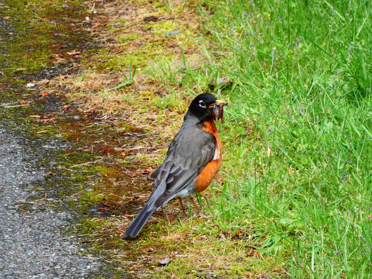 American Robin - Aldrin Leung