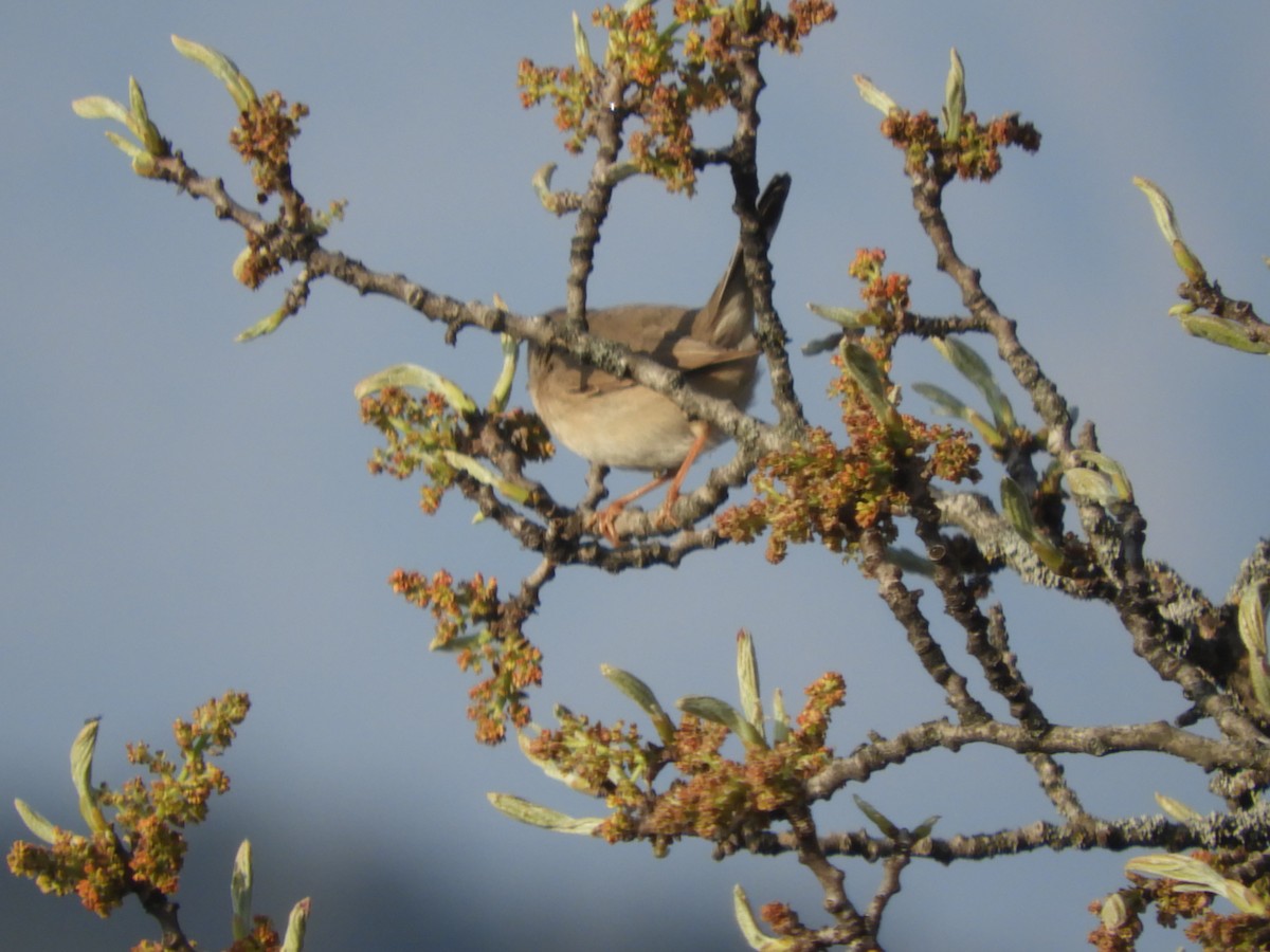 Menetries's Warbler - Mac  McCall