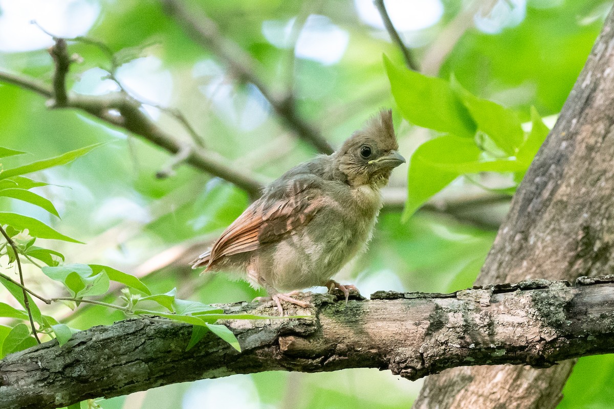 Northern Cardinal - ML619471006