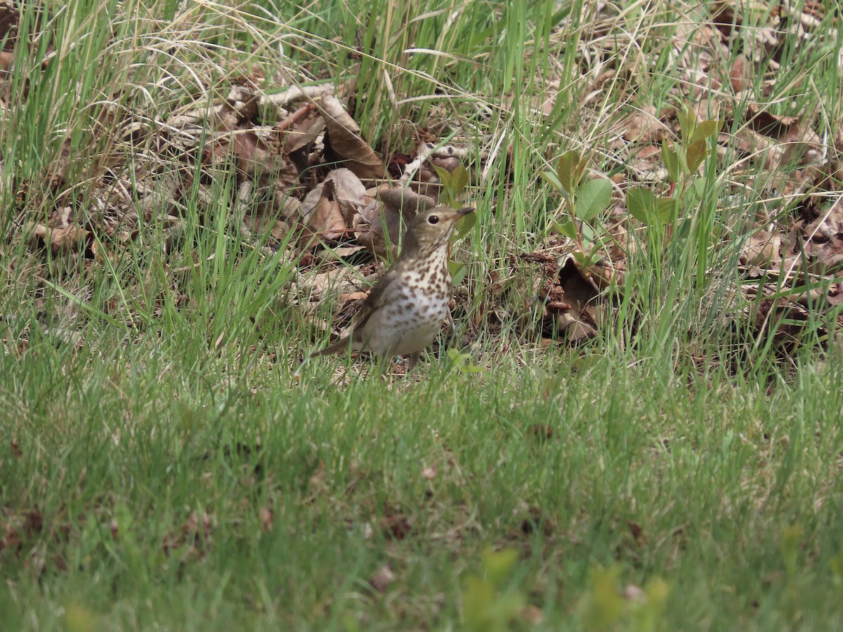 Swainson's Thrush - Dona Trodd