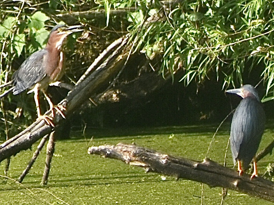 Green Heron - ML619471017