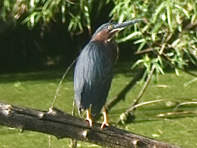 Green Heron - ML619471019