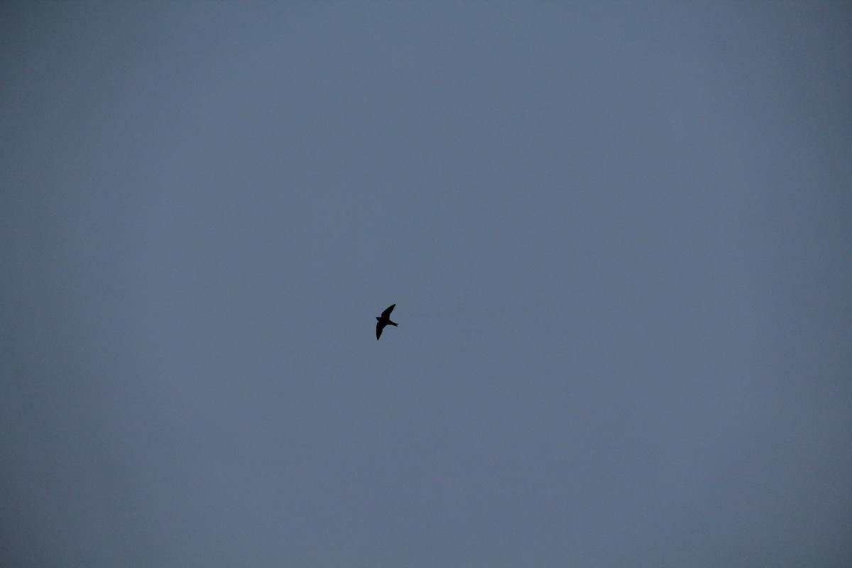 Purple Martin - Texas Bird Family