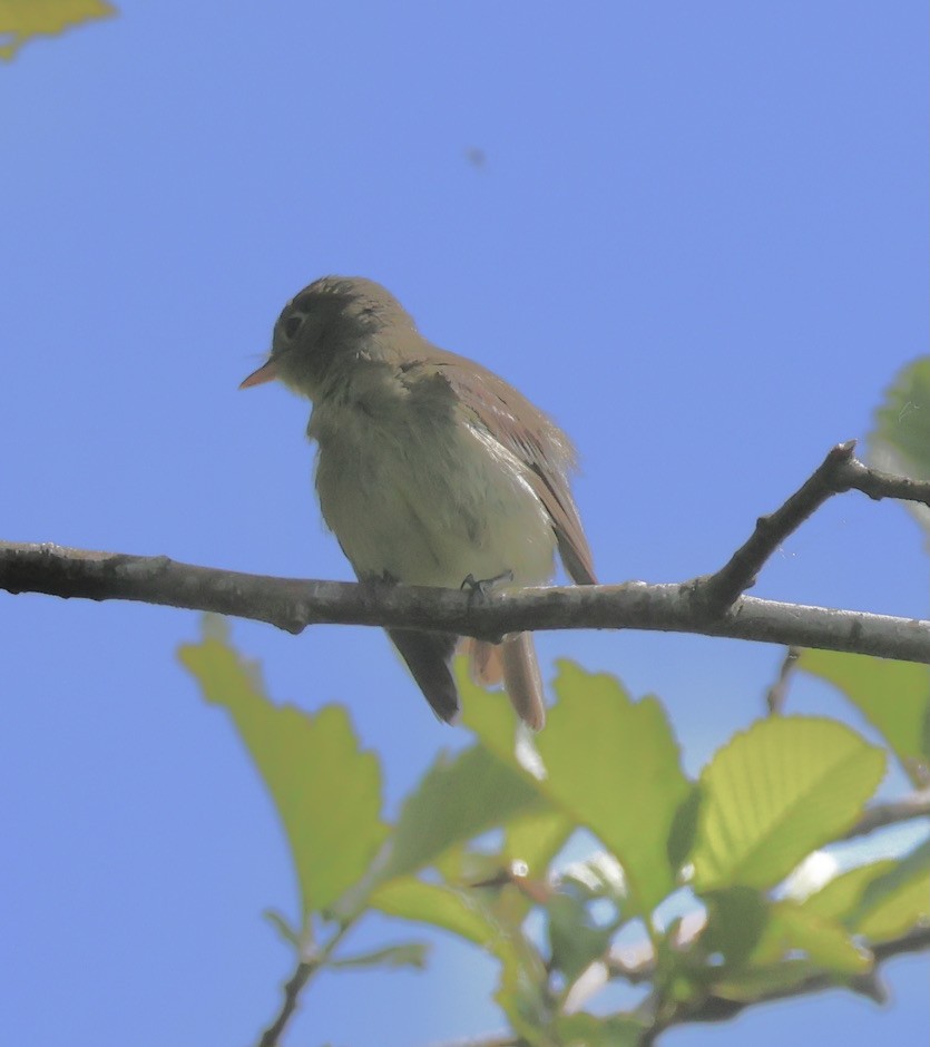 Western Flycatcher - Gretchen Framel