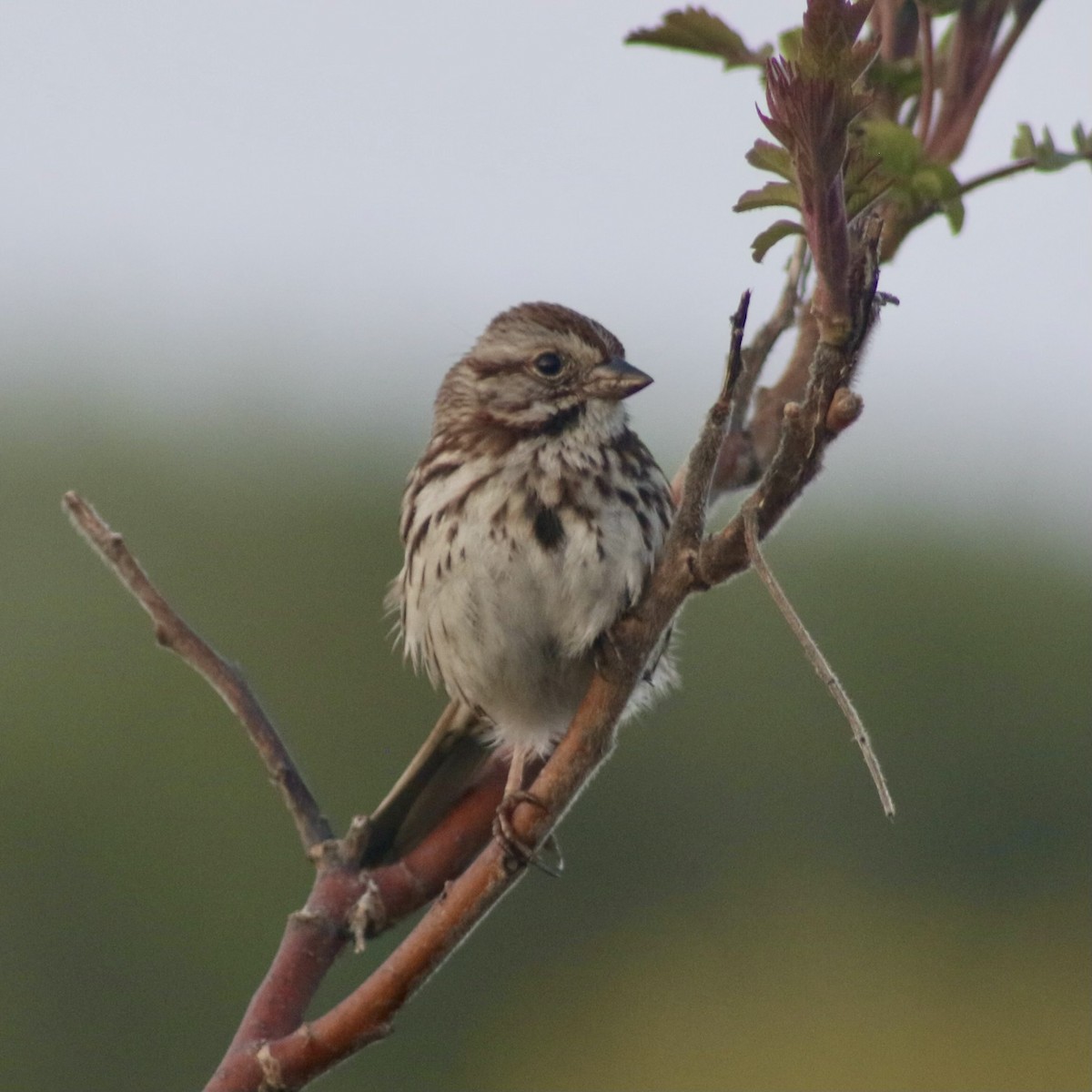 Song Sparrow - Marisa E