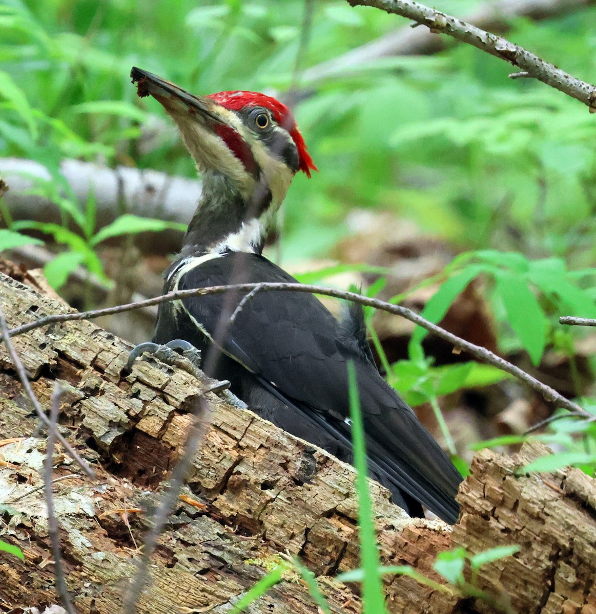 Pileated Woodpecker - Charlotte Byers