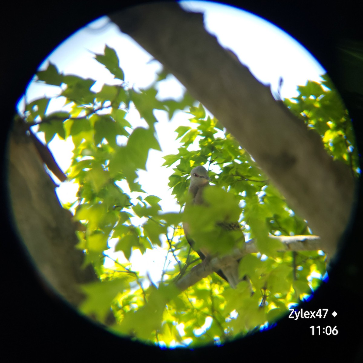 Oriental Turtle-Dove - Dusky Thrush