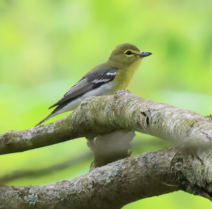 Yellow-throated Vireo - Charlotte Byers