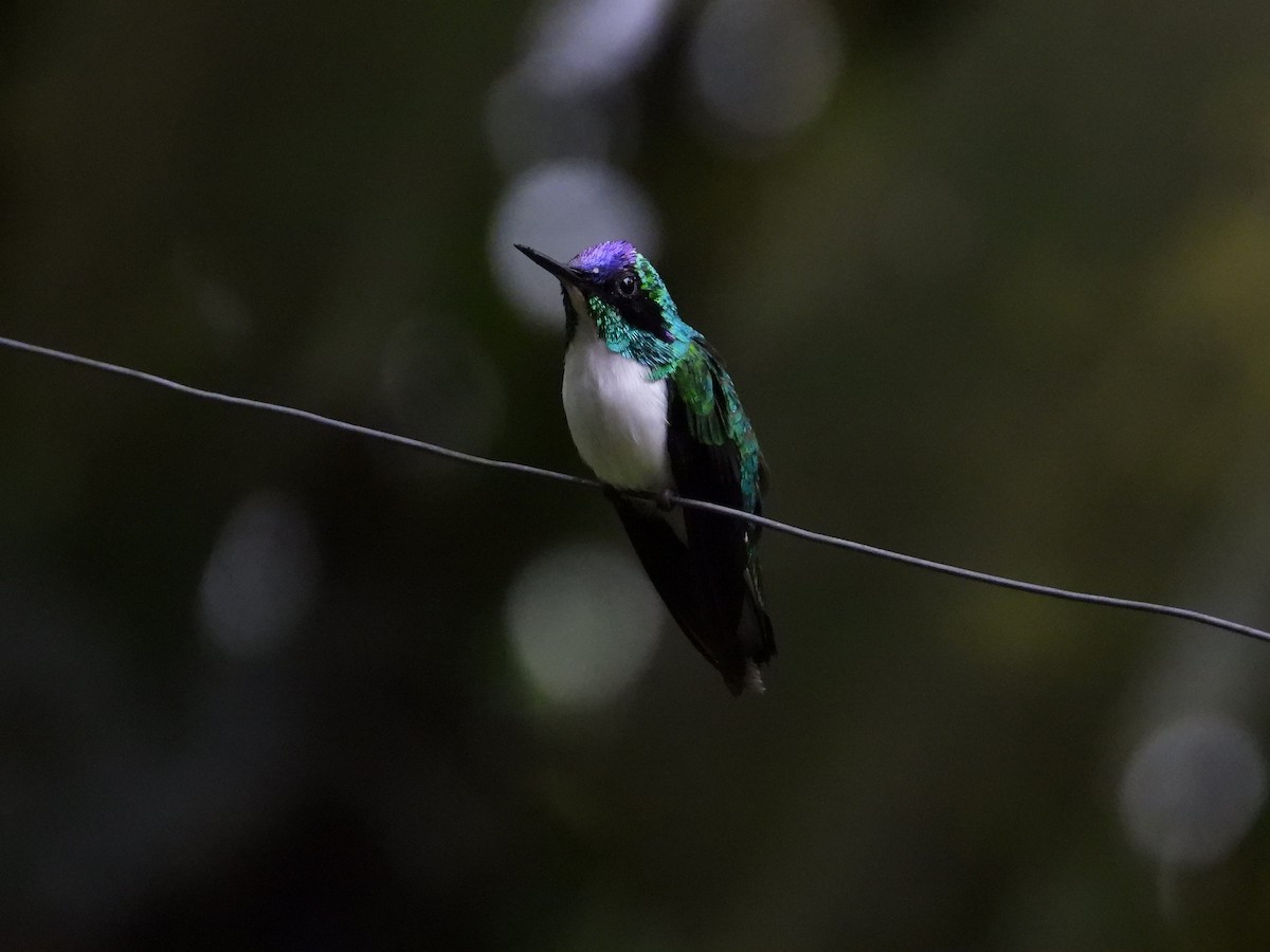 Purple-crowned Fairy - Francisco Sornoza