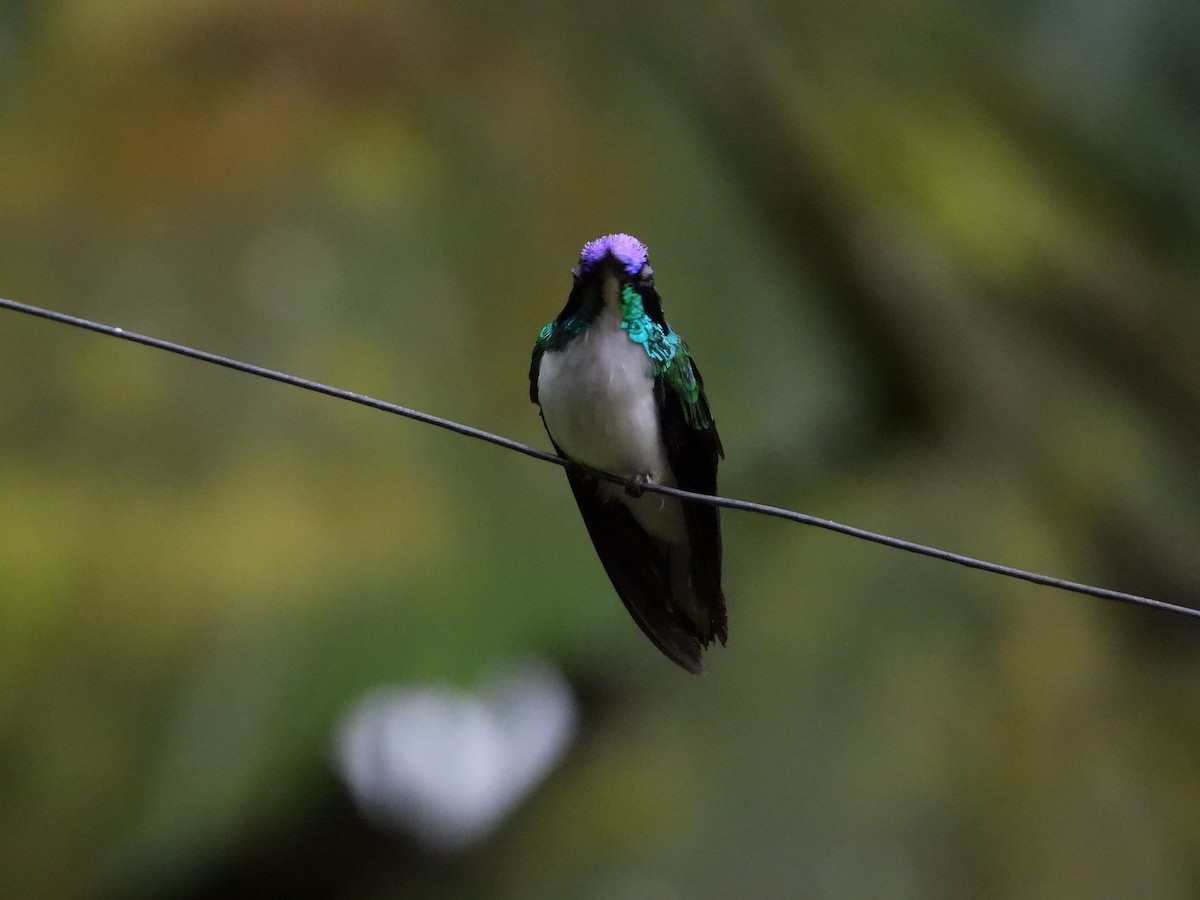 Colibrí Hada Occidental - ML619471047