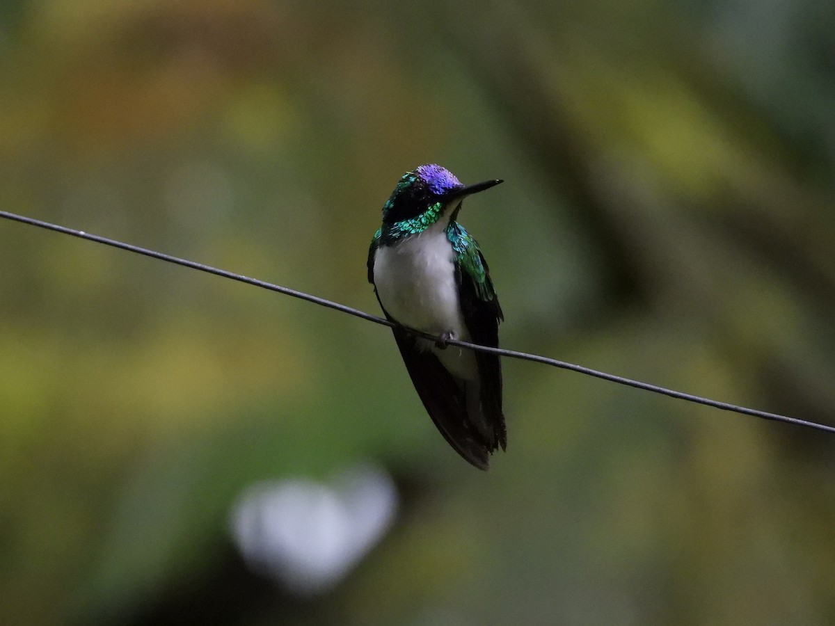 Purple-crowned Fairy - ML619471048