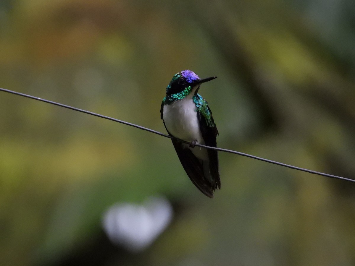 Colibri féérique - ML619471051