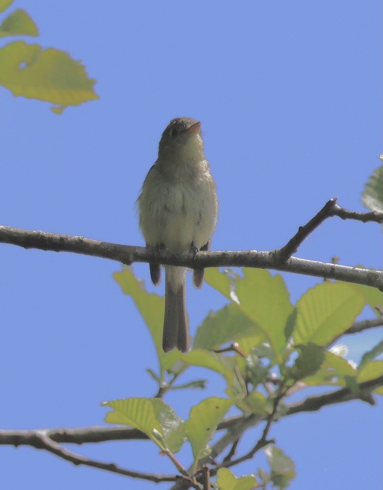 Western Flycatcher - Gretchen Framel