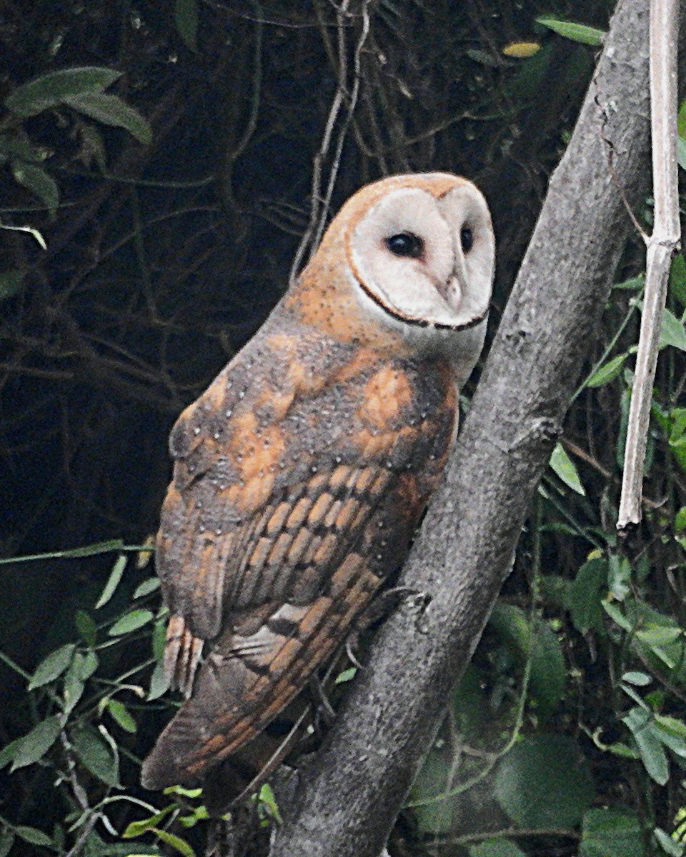 Barn Owl - Marvin frabricio Rivera González