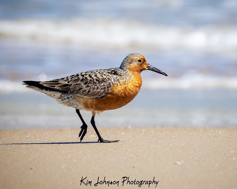 Red Knot - ML619471060