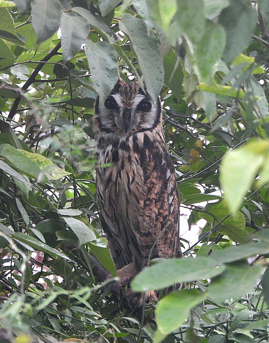 Striped Owl - Marvin frabricio Rivera González