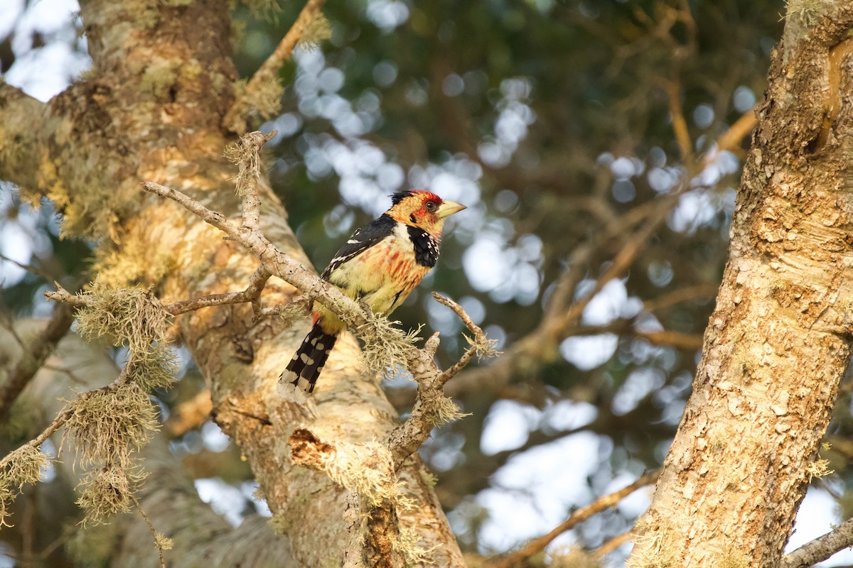 Crested Barbet - Nick Leiby