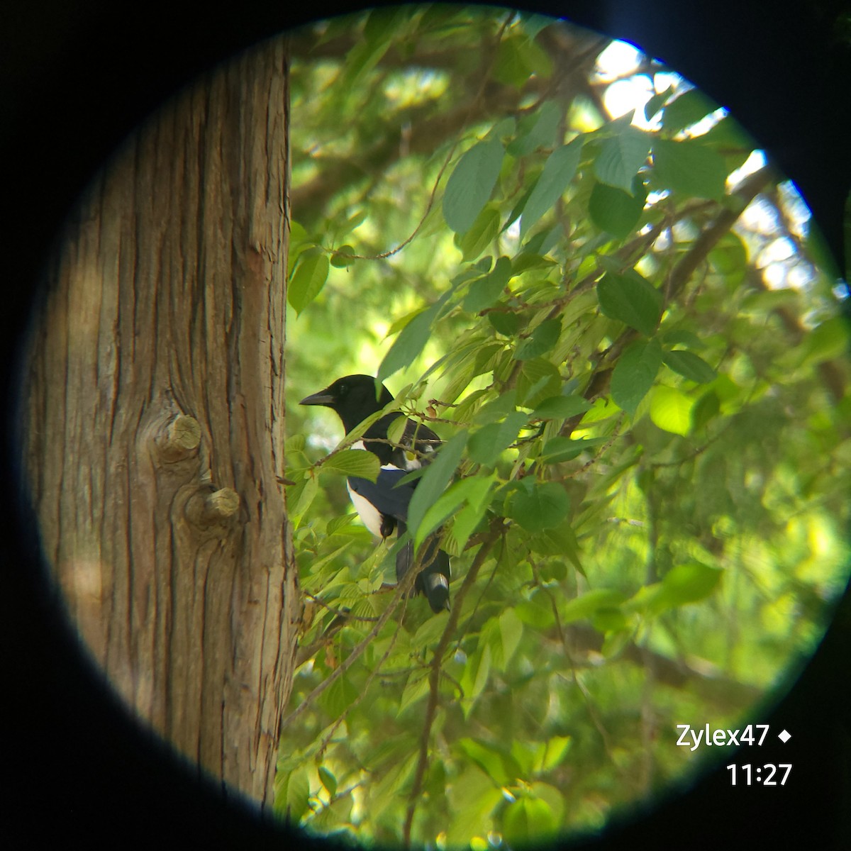 Oriental Magpie - Dusky Thrush