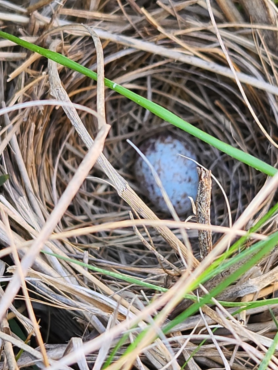 Seaside Sparrow - Kyle Rambo