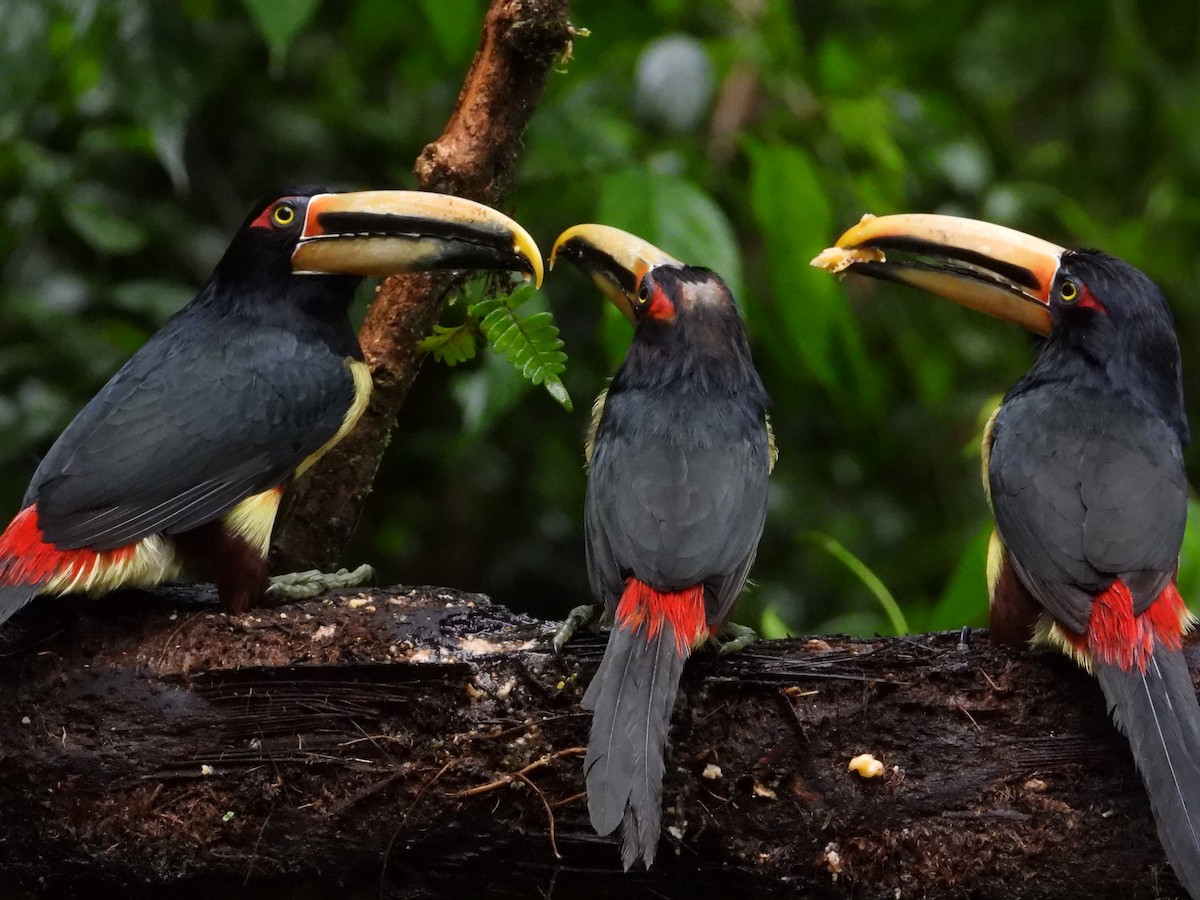 Collared Aracari - Francisco Sornoza