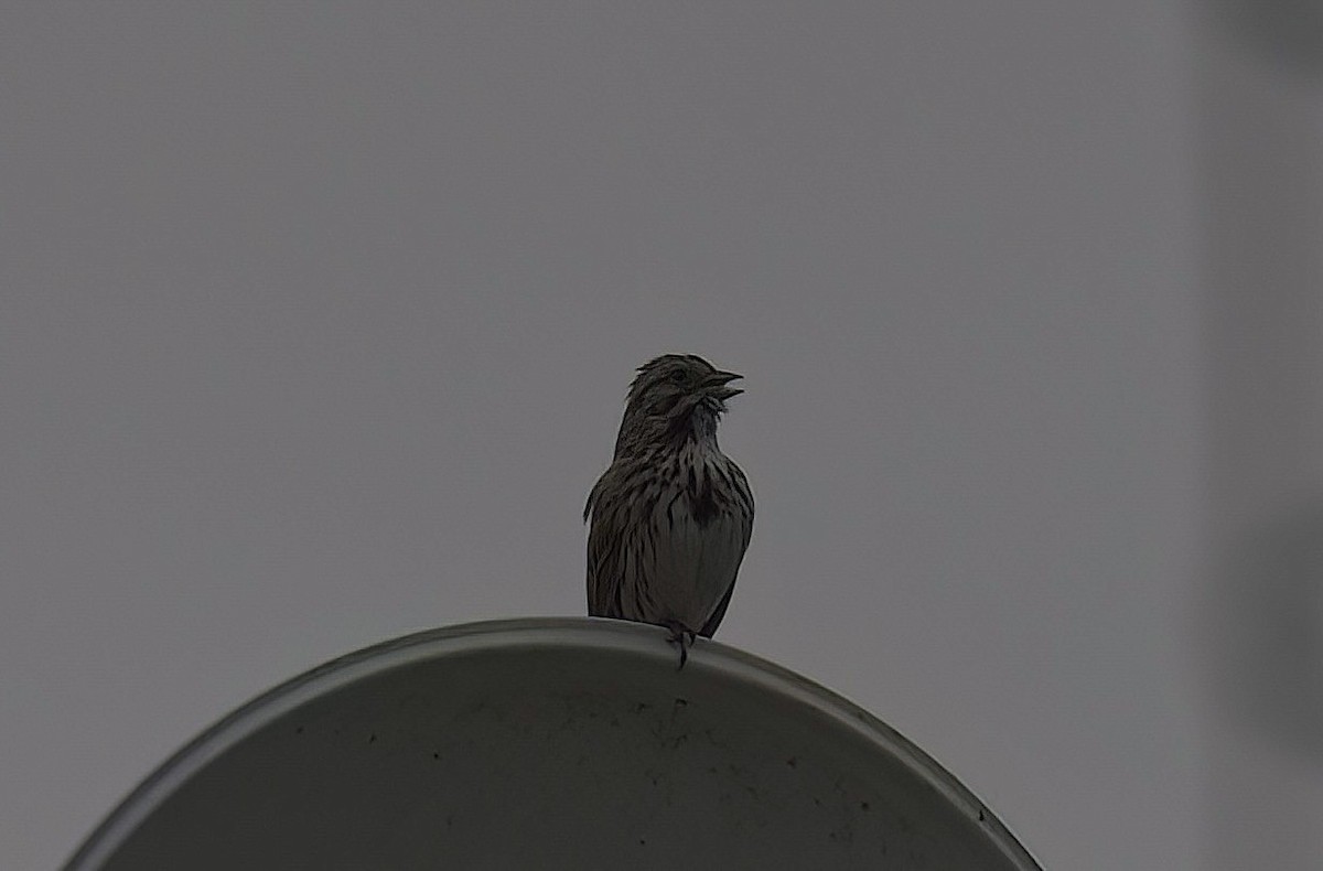 Song Sparrow - Mandy Talpas -Hawaii Bird Tours