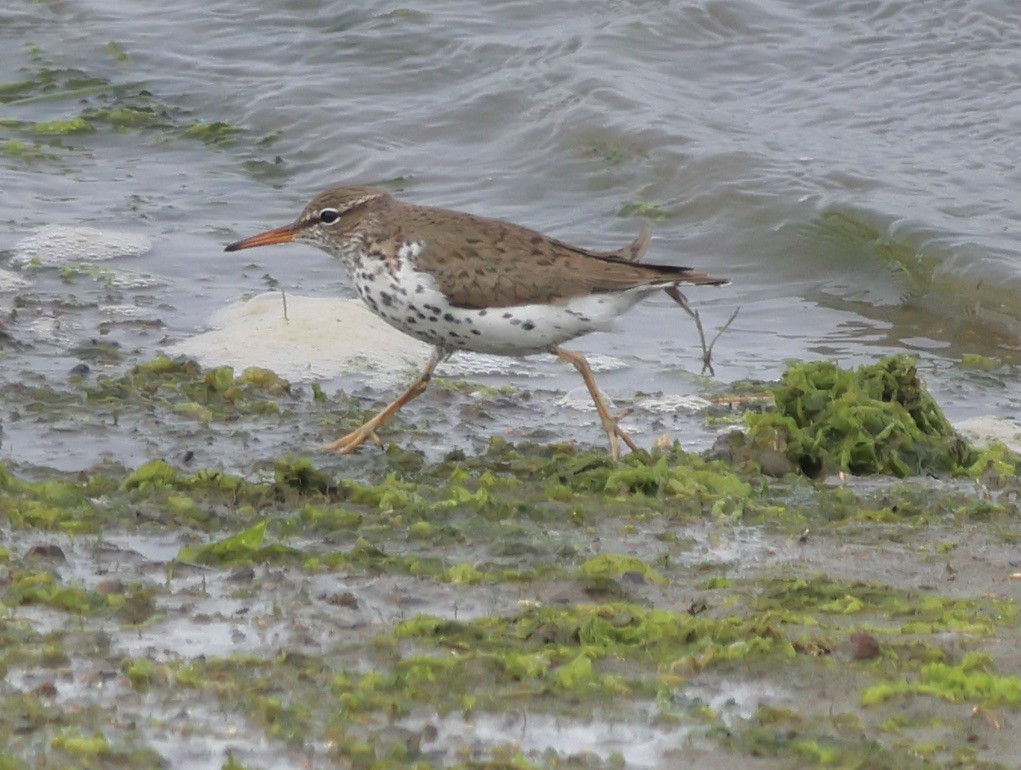 Spotted Sandpiper - Gretchen Framel